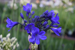 Agapanthus 'Blitz prestige ®' (bladverliezend)