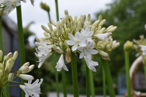 Agapanthus 'Malaga'