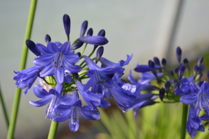 Agapanthus 'Carta'