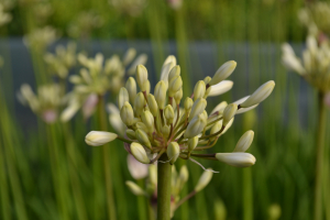 Agapanthus 'Malaga'