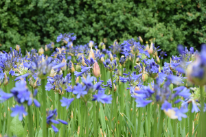 Agapanthus 'Bressingham Blue' (bladverliezend)