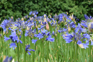 Agapanthus 'Bressingham Blue' (à feuillage caduque)