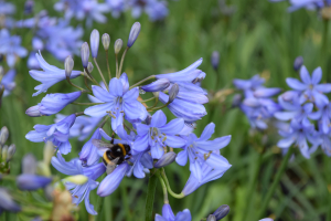 Agapanthus 'Ascona' (bladverliezend)