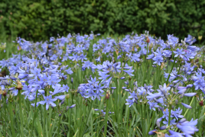 Agapanthus 'Ascona' (bladverliezend)