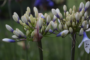 Agapanthus 'Twister ®' (bladverliezend)