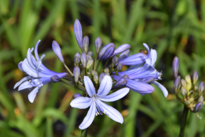 Agapanthus 'Paris'