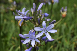 Agapanthus 'Paris'