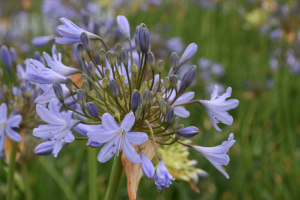 Agapanthus 'Stockholm'