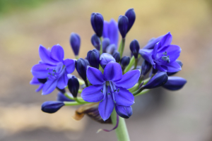 Agapanthus 'Maurice'