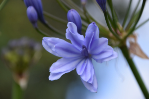 Agapanthus praecox 'Flore pleno' (à feuillage persistant)