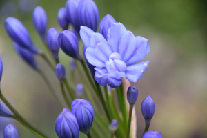 Agapanthus 'Flore pleno'