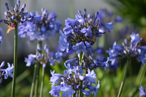 Agapanthus 'Blue Curaçao ®’' (bladverliezend)