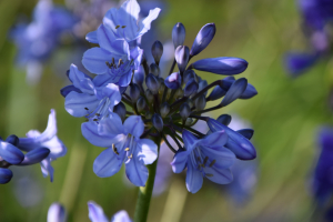 Agapanthus 'Blue Curaçao ®’' (bladverliezend)