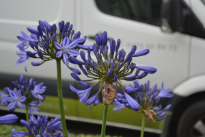 Agapanthus 'Marijke'