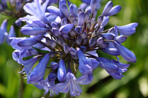 Agapanthus 'Blue Curaçao ®’' (bladverliezend)