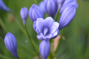 Agapanthus 'Flore pleno'