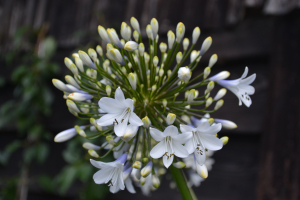 Agapanthus 'Enigma'