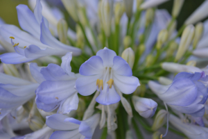 Agapanthus 'Phantom'