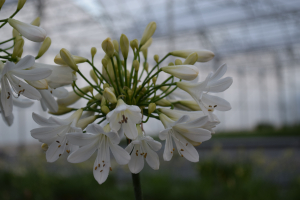 Agapanthus 'Artic star' (bladverliezend)