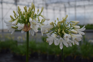 Agapanthus 'Artic star' (bladverliezend)