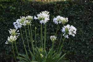 Agapanthus 'Lady Lauren ®' (bladhoudend)