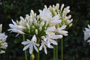 Agapanthus 'Lady Lauren ®' (bladhoudend)