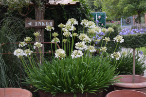 Agapanthus 'Malaga' (bladverliezend)