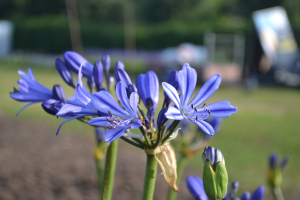 Agapanthus 'Charlotte'