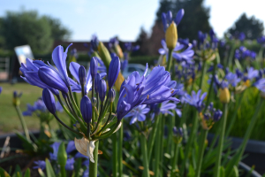 Agapanthus 'Charlotte'