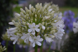 Agapanthus 'Malaga' (bladverliezend)