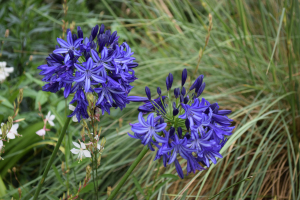 Agapanthus 'Northern star ®' (bladverliezend)