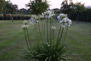 Agapanthus 'Lady Lauren ®' (bladhoudend)