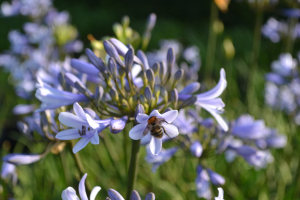 Agapanthus 'Paris'