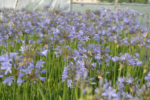 Agapanthus 'Stockholm' (bladverliezend)