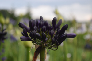 Agapanthus 'Royal velvet' (bladverliezend)