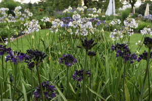 Agapanthus 'Royal velvet' (bladverliezend)