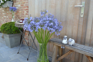 Agapanthus in vaas