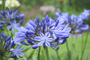 Agapanthus 'Marijke' (bladhoudend)