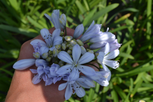 Agapanthus 'Silver mist'