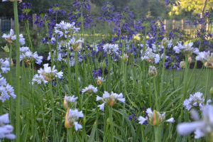 Agapanthus 'Blue moon'