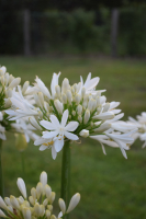 Agapanthus 'Lady Lauren ®' (bladhoudend)