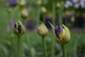 Agapanthus 'Purple delight' (bladhoudend)