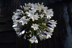 Agapanthus 'Enigma'