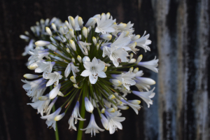 Agapanthus 'Enigma'