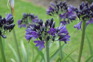 Agapanthus 'Royal velvet' (bladverliezend)