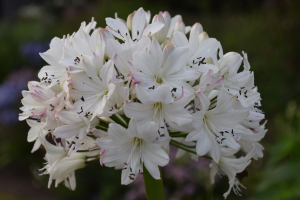 Agapanthus 'Lemon ice' (bladhoudend)