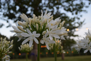 Agapanthus 'Lady Lauren ®' (bladhoudend)