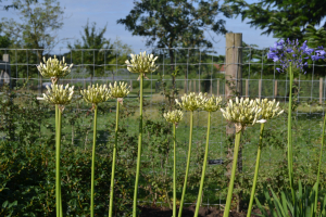 Agapanthus 'Malaga'