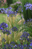 Agapanthus 'Carta' (bladverliezend)