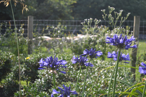 Agapanthus 'Navy blue'